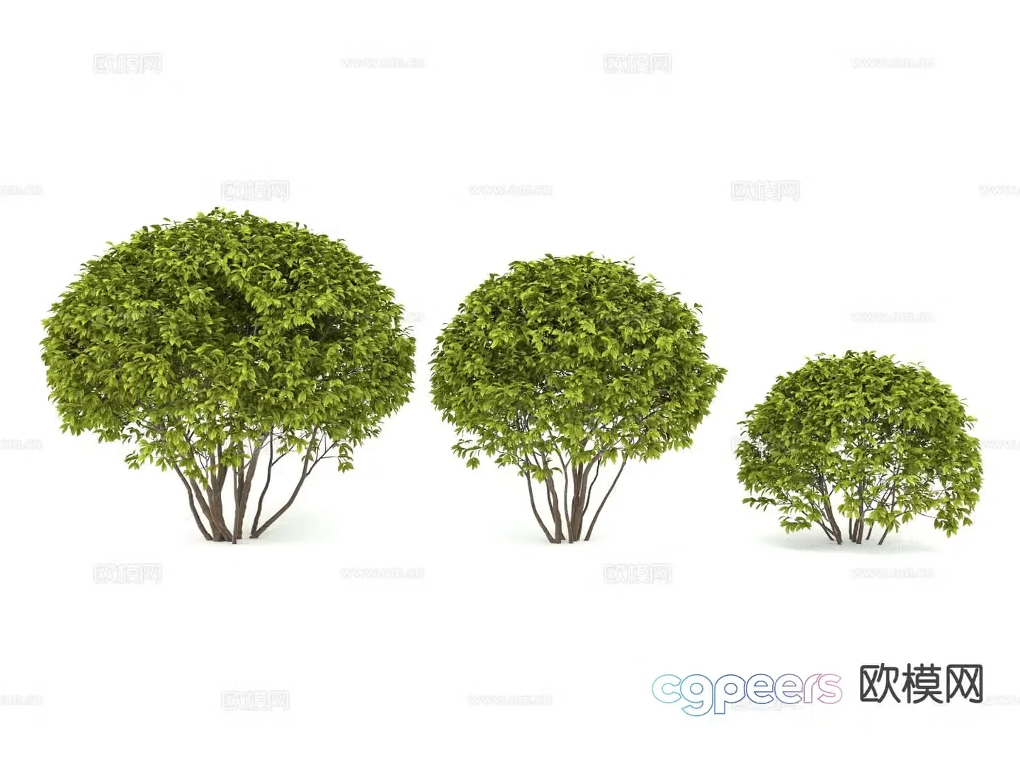 Shrub balls clustered plants big leaf boxwood melon seed boxwood 3D model