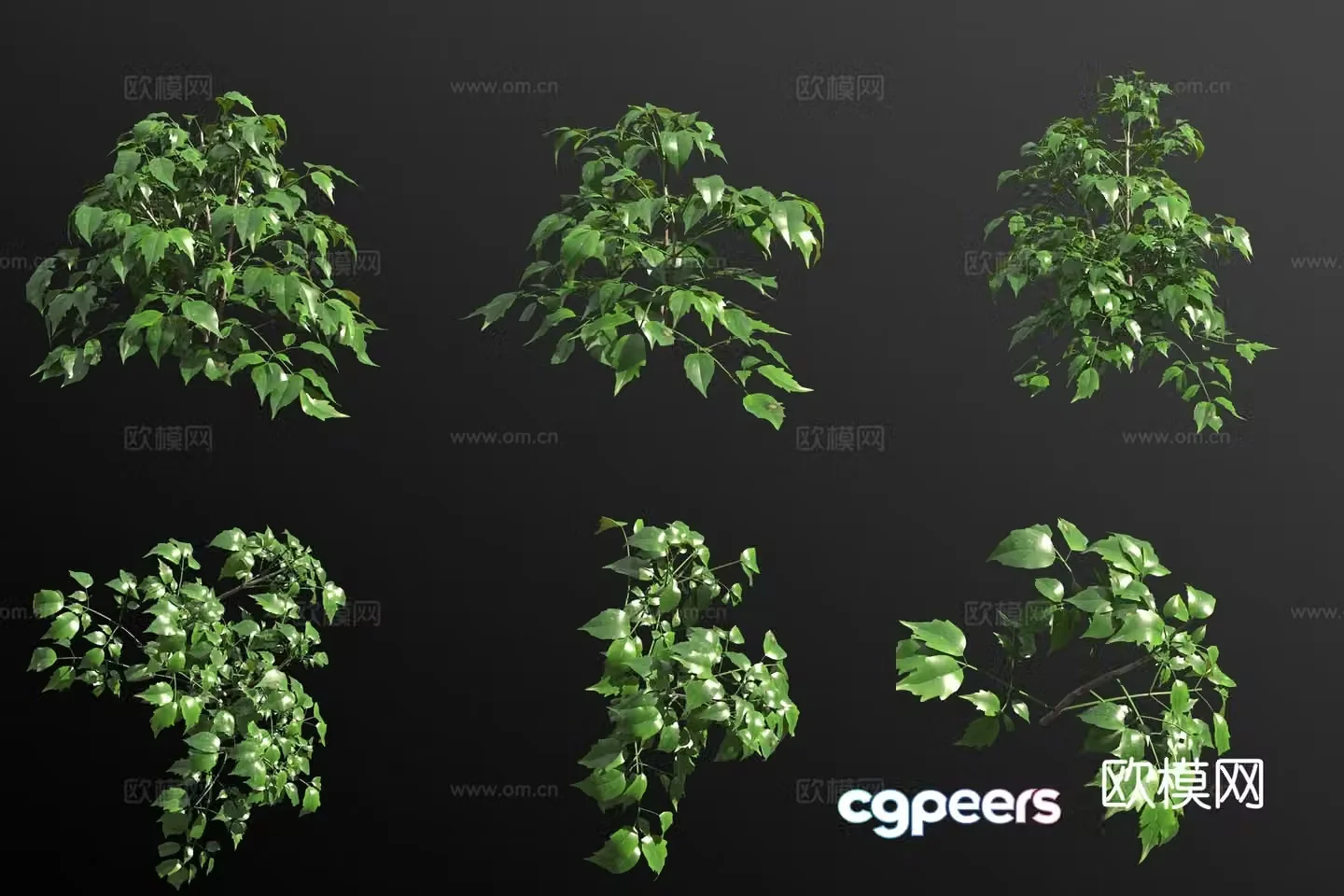 Bean tree green shrub 3d model