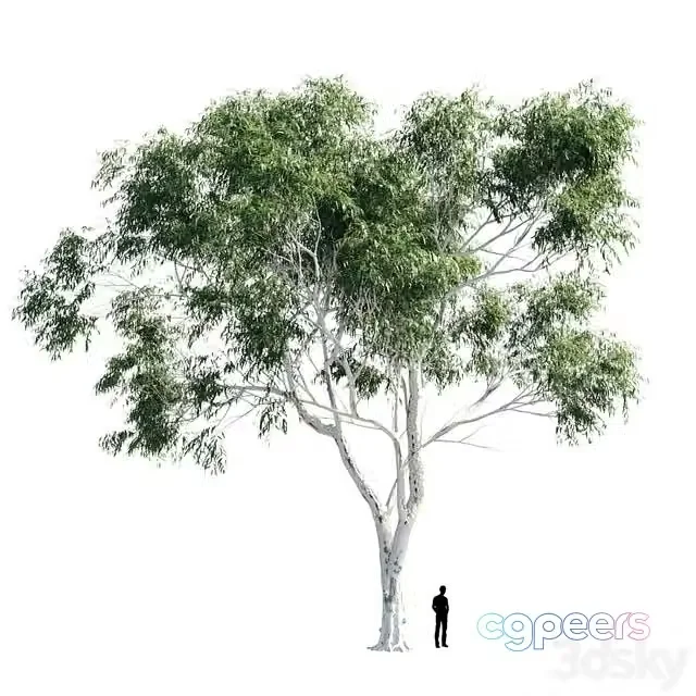 3ds Max Free – Eucalyptus 8