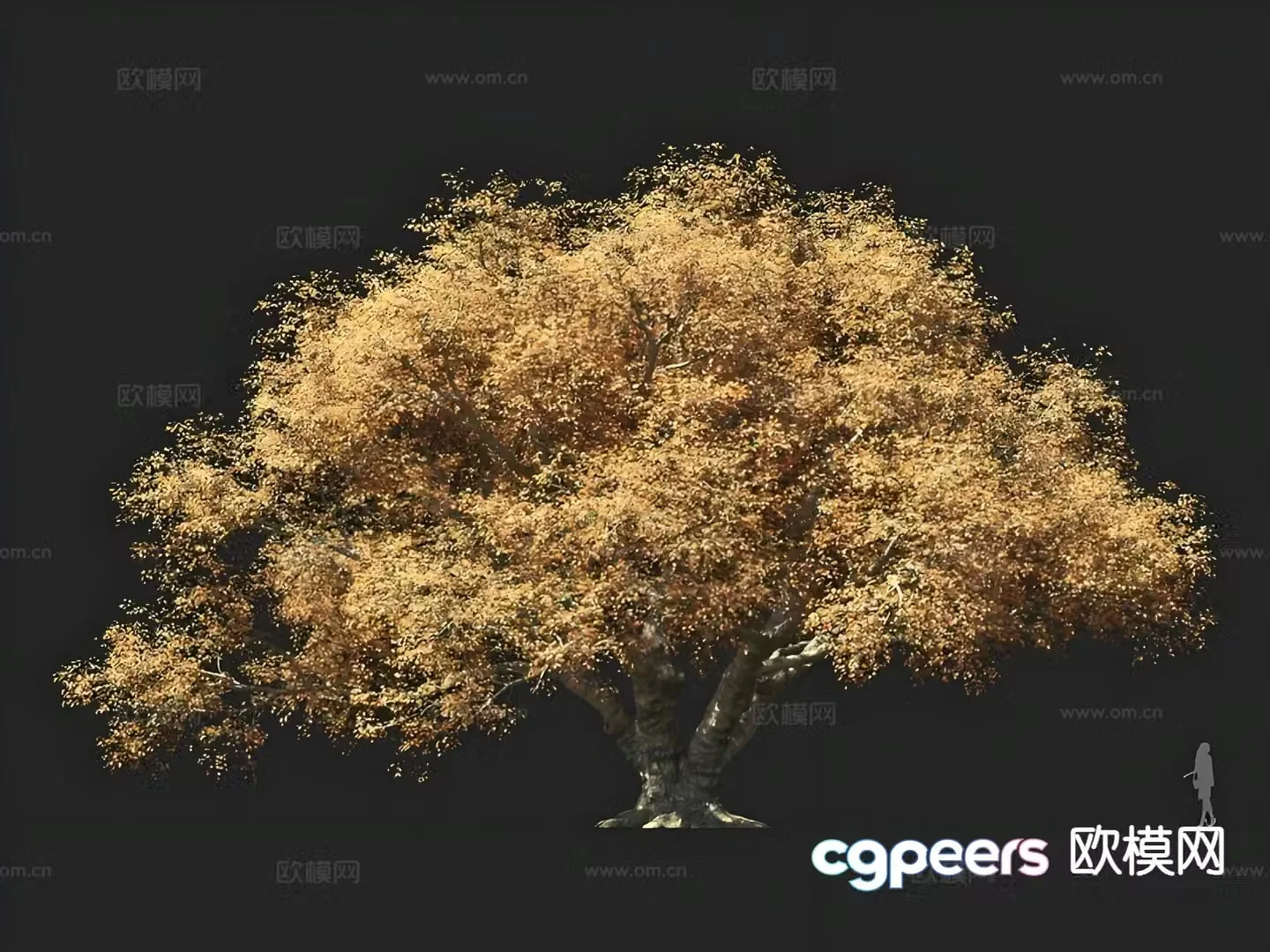 European Cork Oak Tree 3D Model