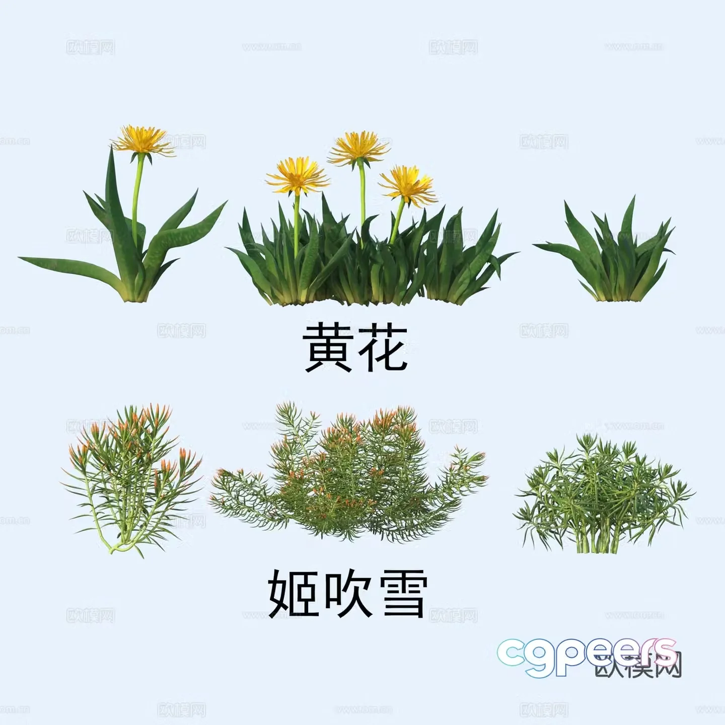 Plants flowers yellow flowers Ji Chuixue 3d model