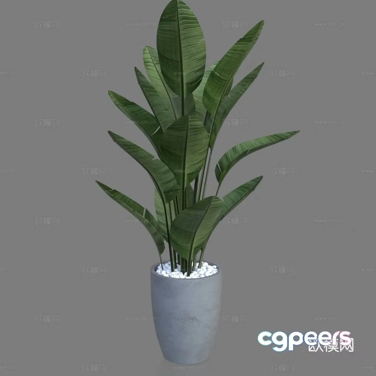 Potted plants Bonsai Green plants Houseplant 3D model