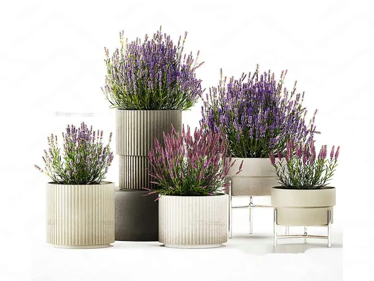 Lavender Plants In Pots 3D Model – 16309 – VRAY Render