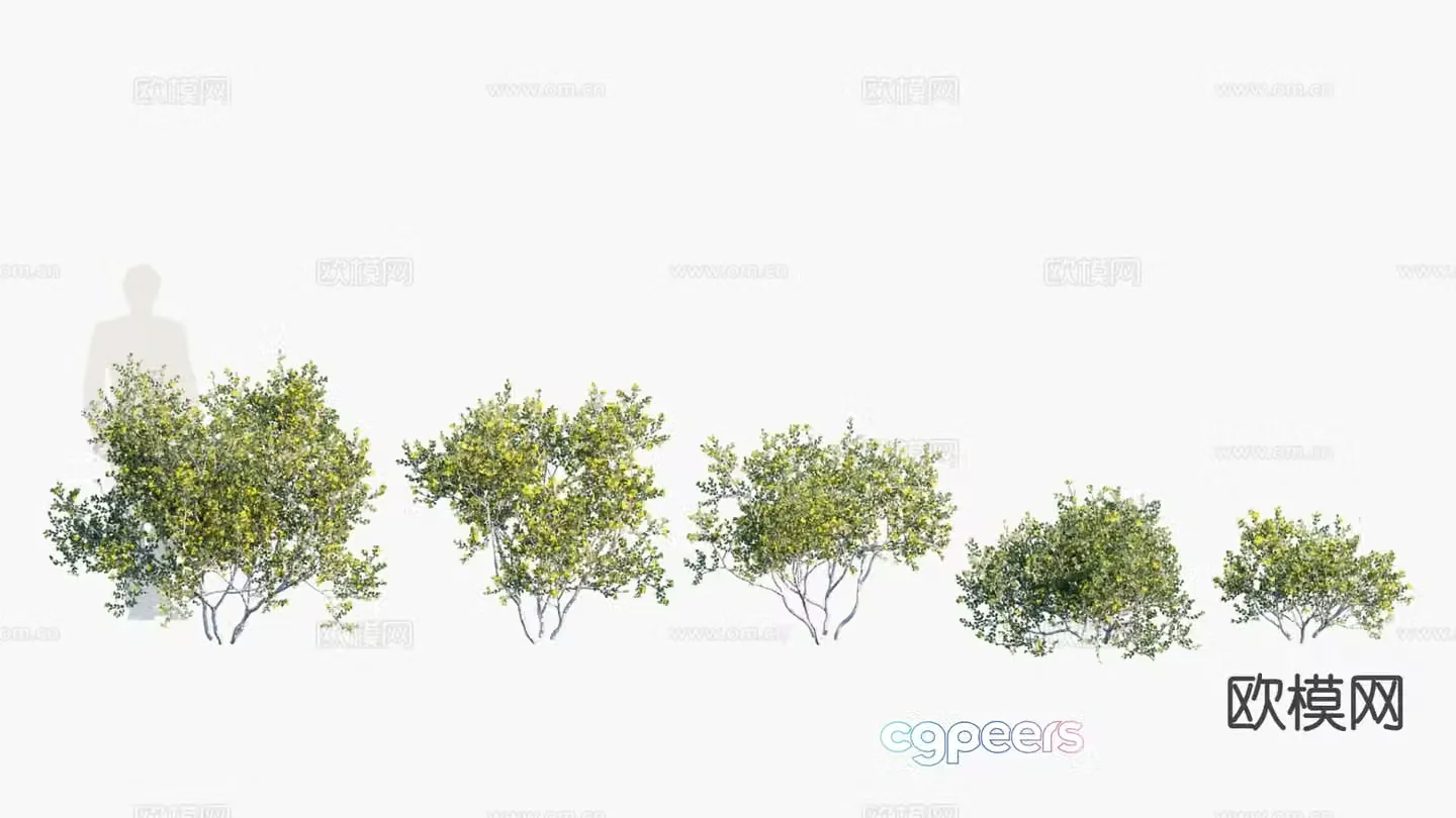 Shrub Hedge 3d model