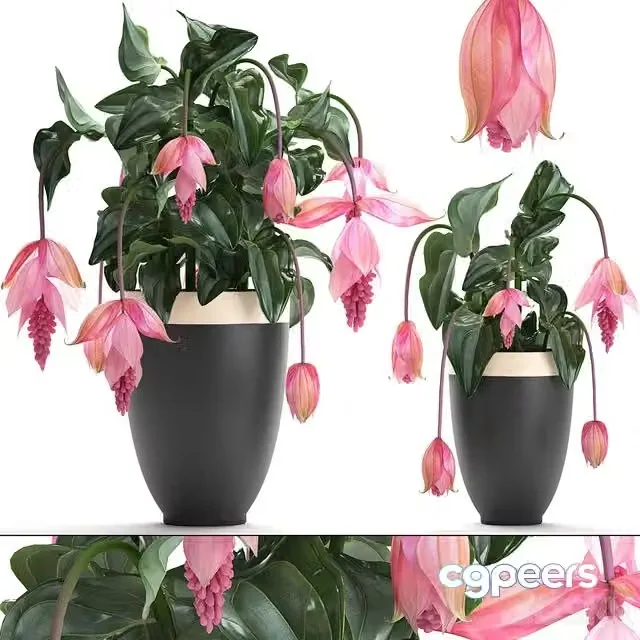 3ds Max Free – Collection of plants. rose flowers, medinilla, exotic flower, pot, flowerpot, houseplants, bud
