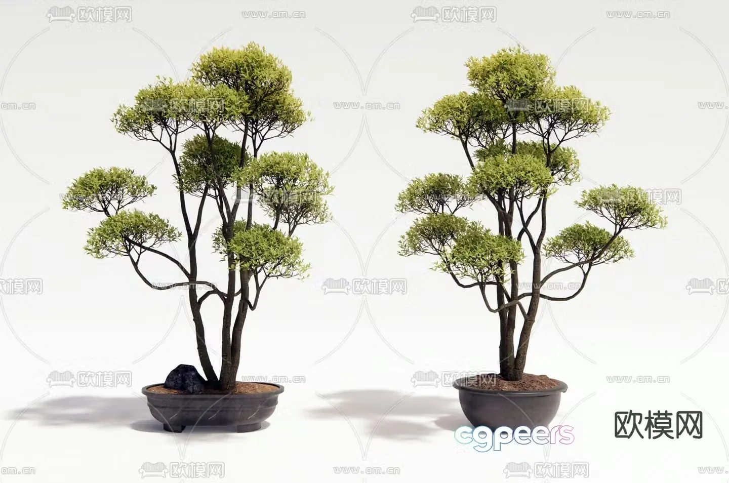 Potted plants Bonsai Green plants 3D model
