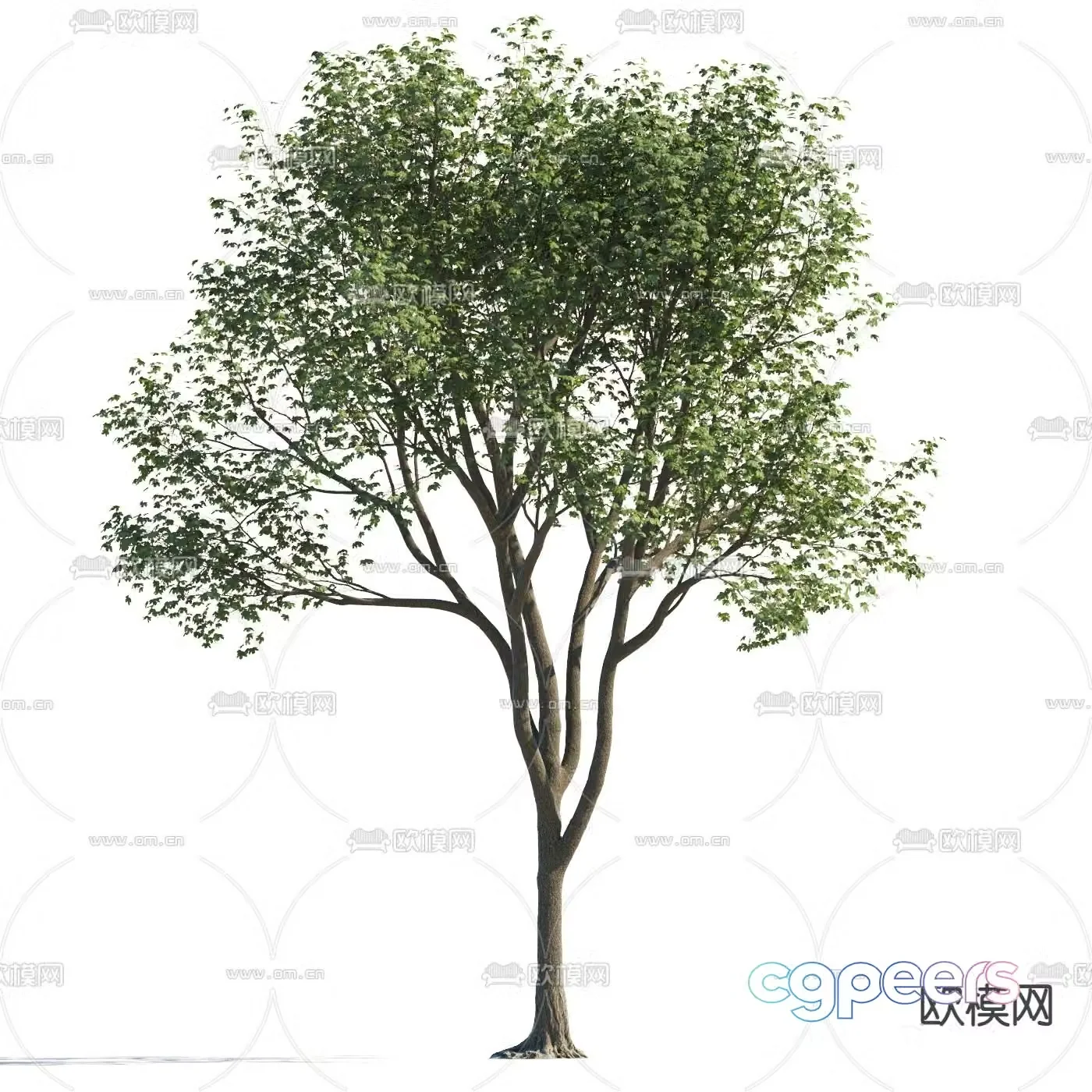 Landscape tree Garden tree Walking tree 3d model