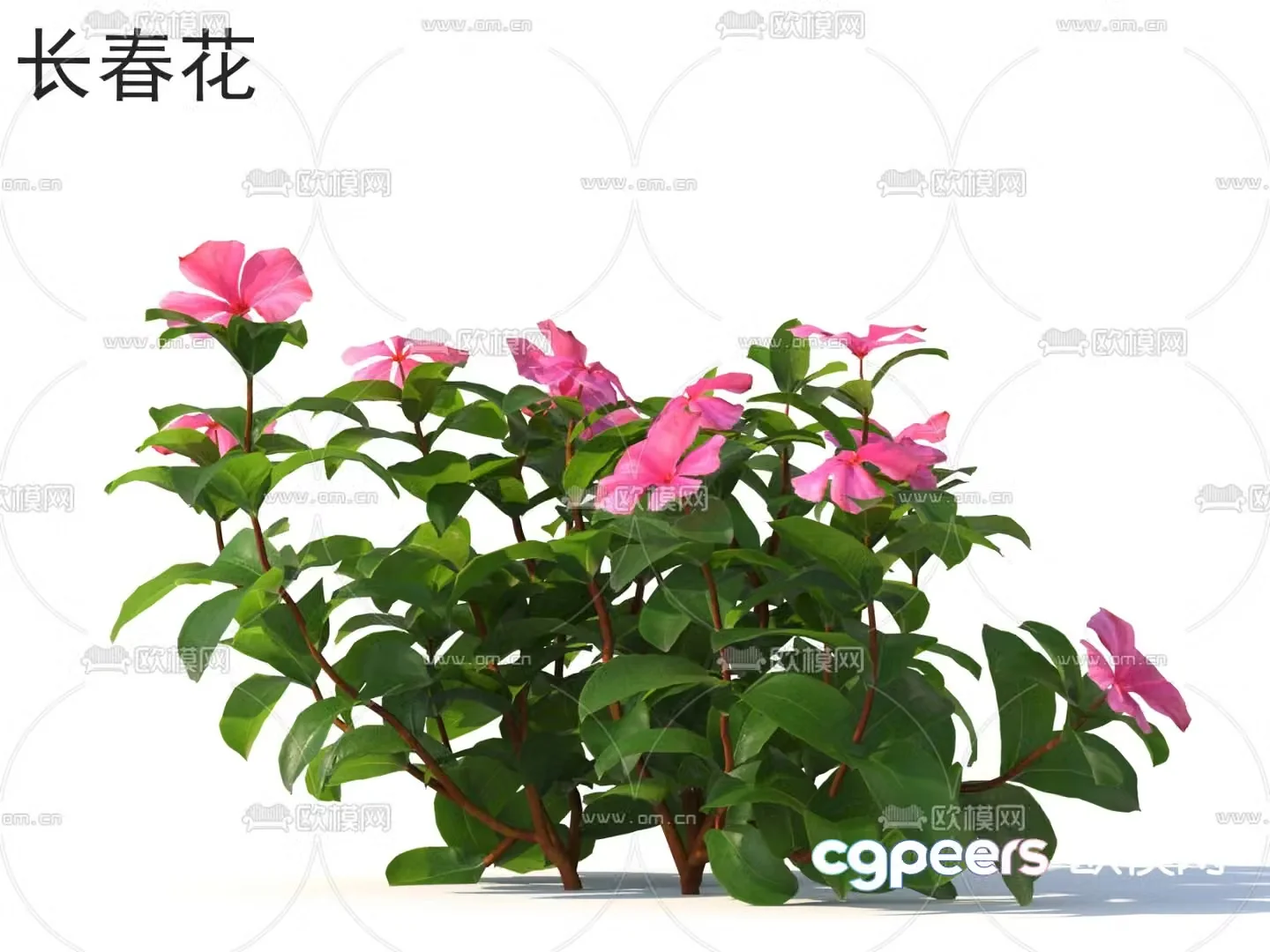 Periwinkle flowers plants and shrubs 3d model