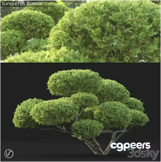 3ds Max Free – Juniperus Bonsai