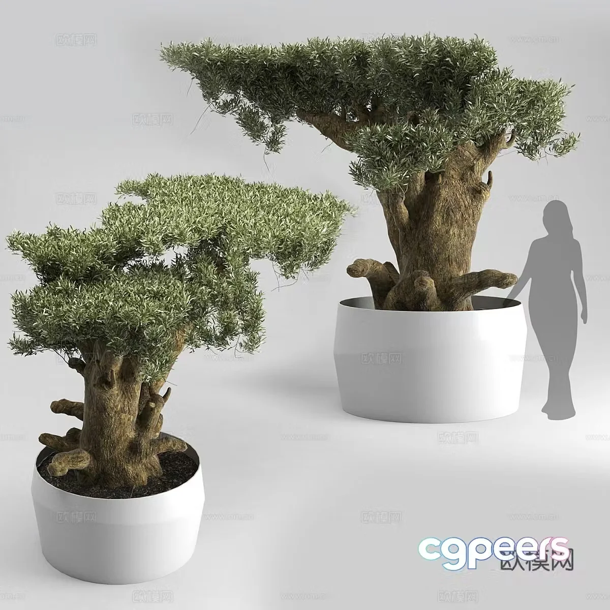 New Chinese bonsai 3D model