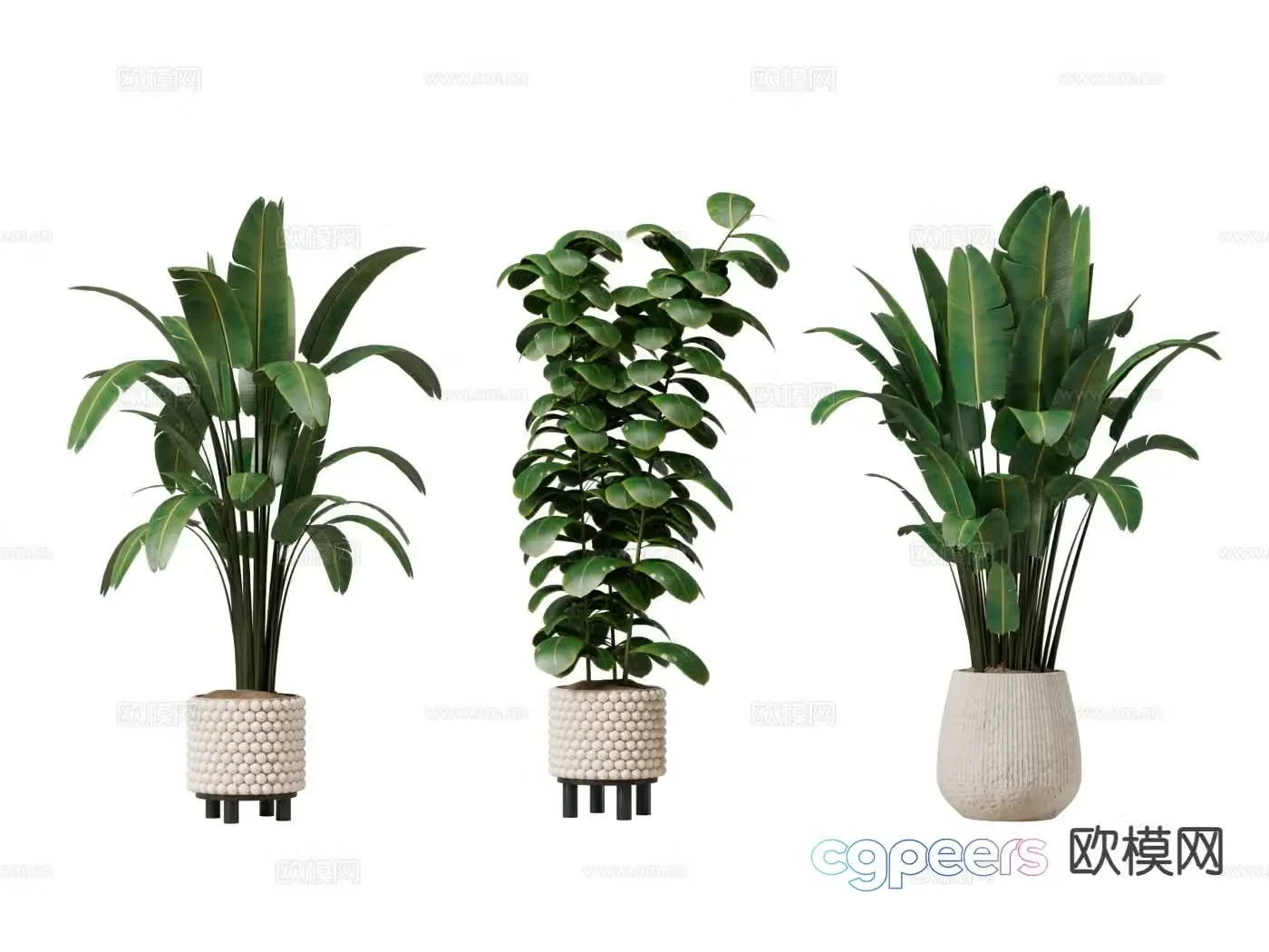 Bird of Paradise Green Plant Pot Plant 3D Model