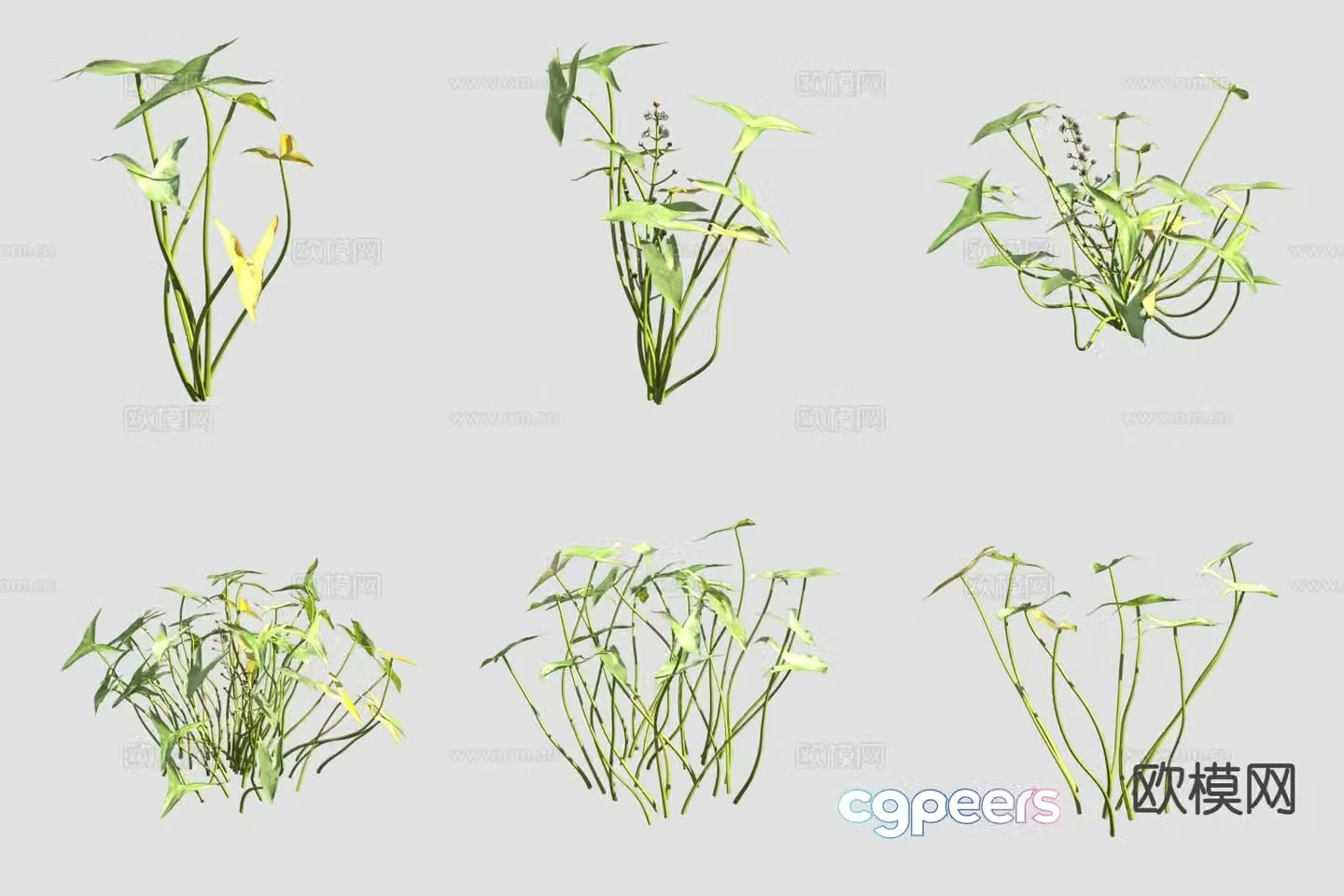 3D model of cypress mushrooms