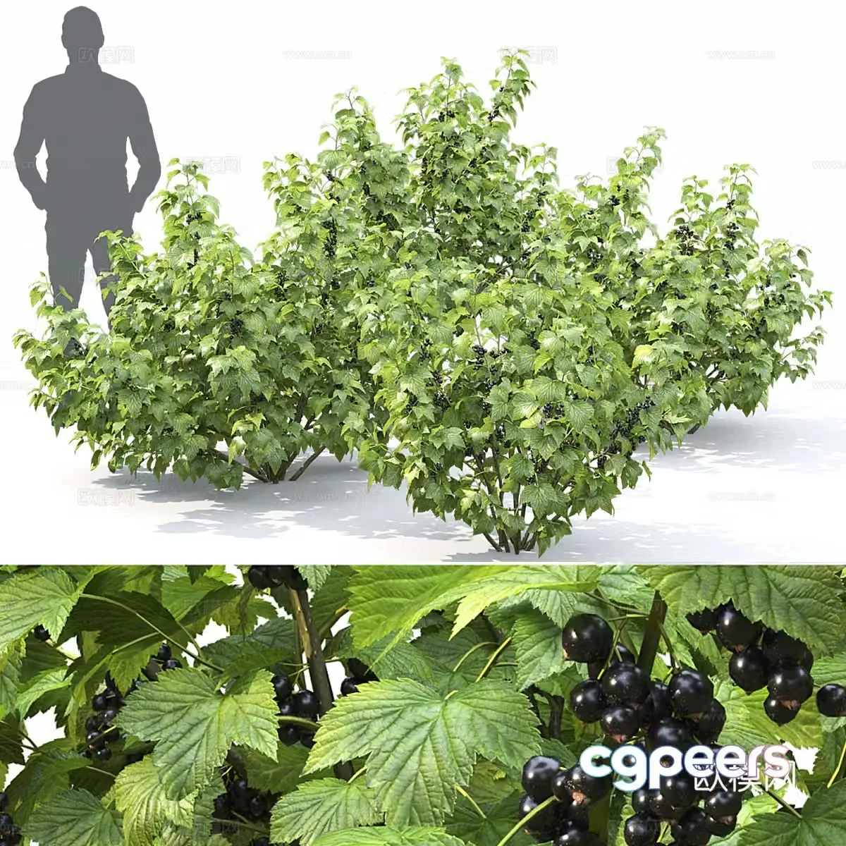Gooseberry bush 3d model