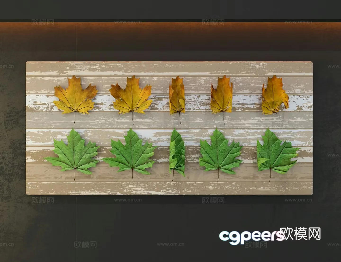 Leaf Specimen 3D Model