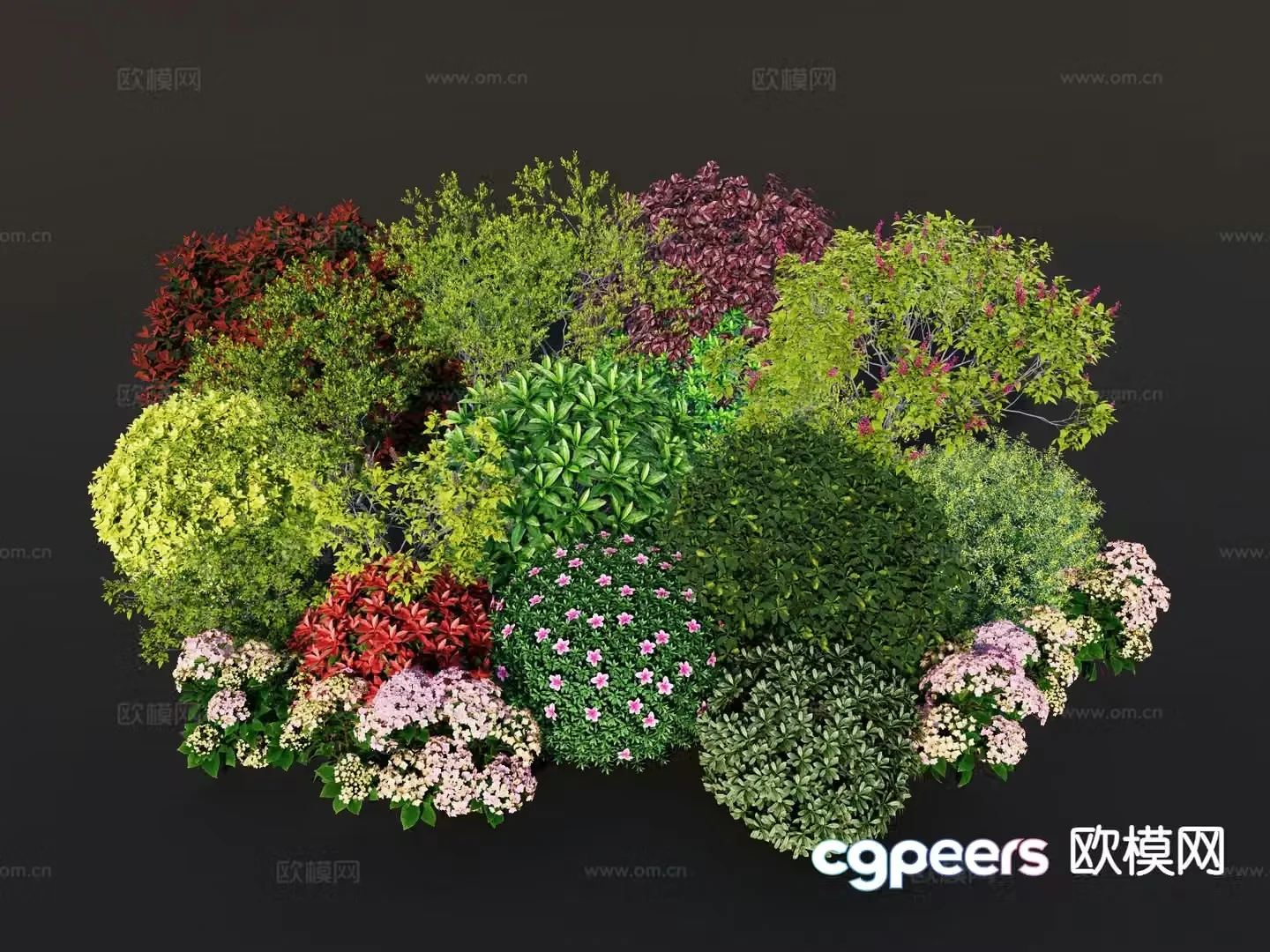 Shrub balls flower shrubs azaleas boxwood golden edge boxwood 3D model
