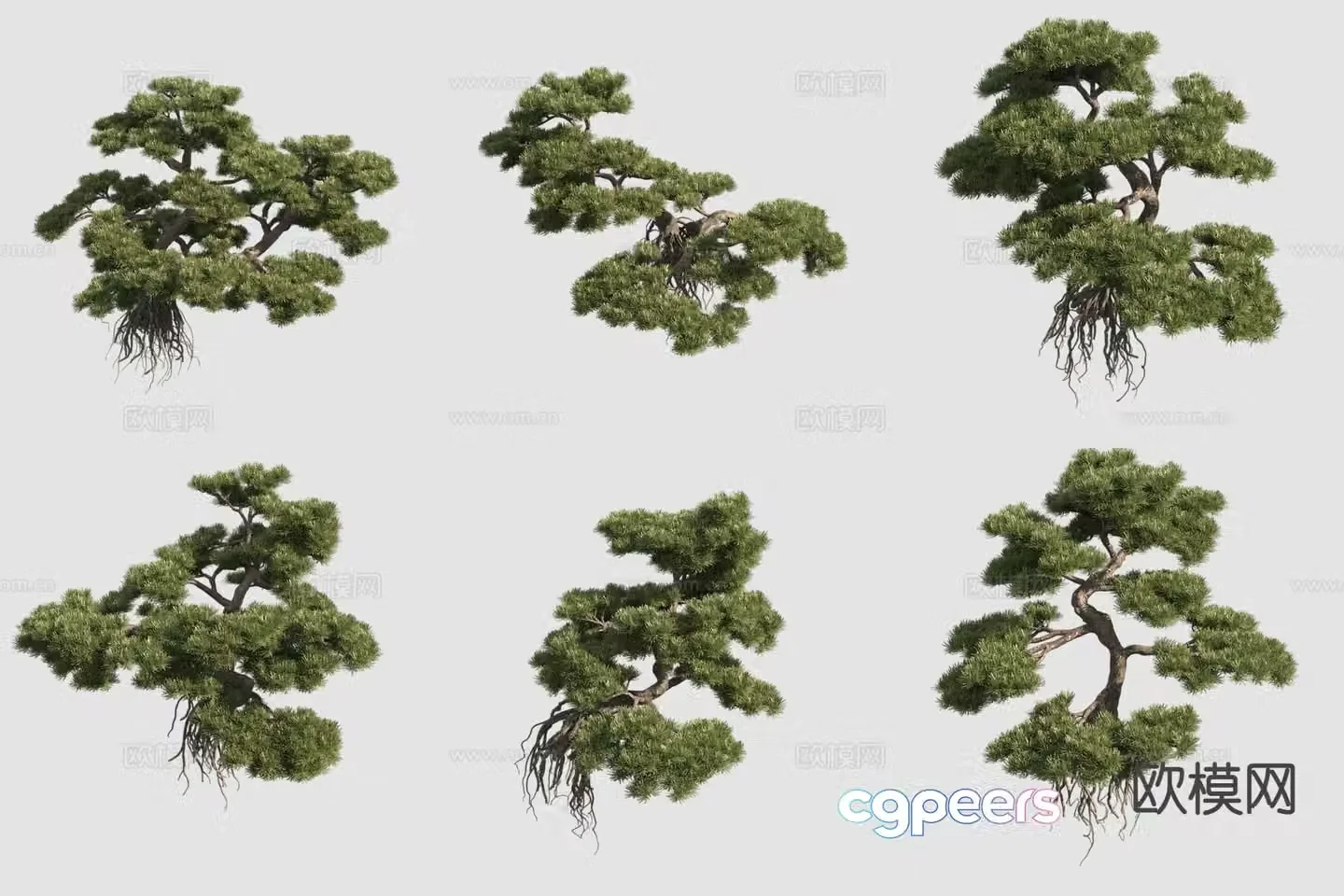 Podocarpus podocarpus potted plant 3d model