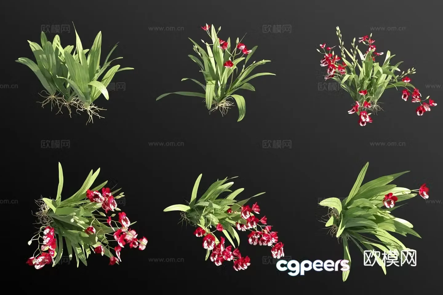 Viola orchid grass 3d model