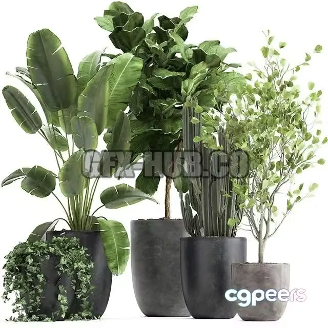 3ds Max Free – Collection of plants in black pots with Strelitzia, Ficus lyrata, tree, ivy, banana palm, ravenala. Set 961