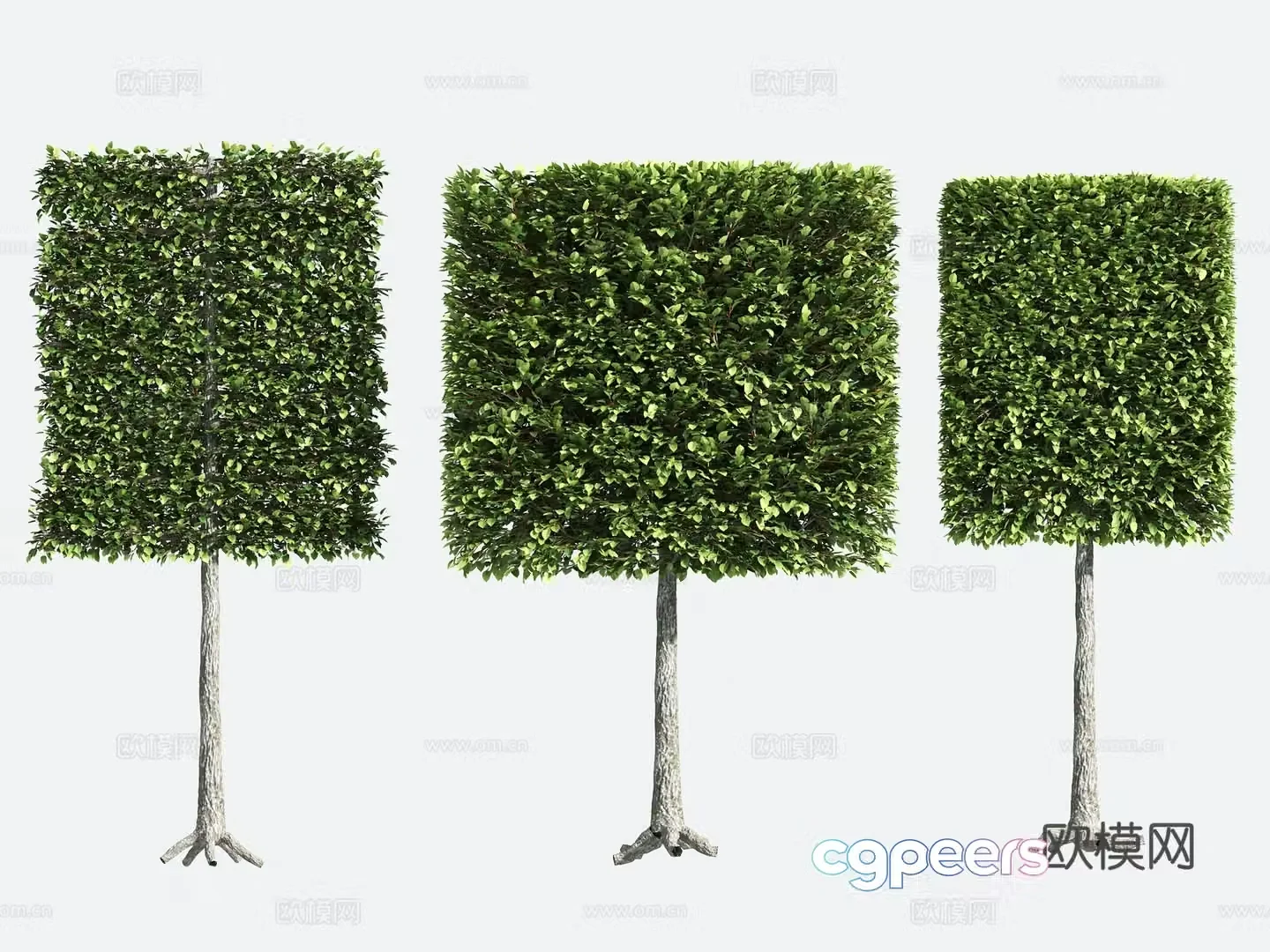 Ornamental Plant Modeling Tree Gardening 3D Model