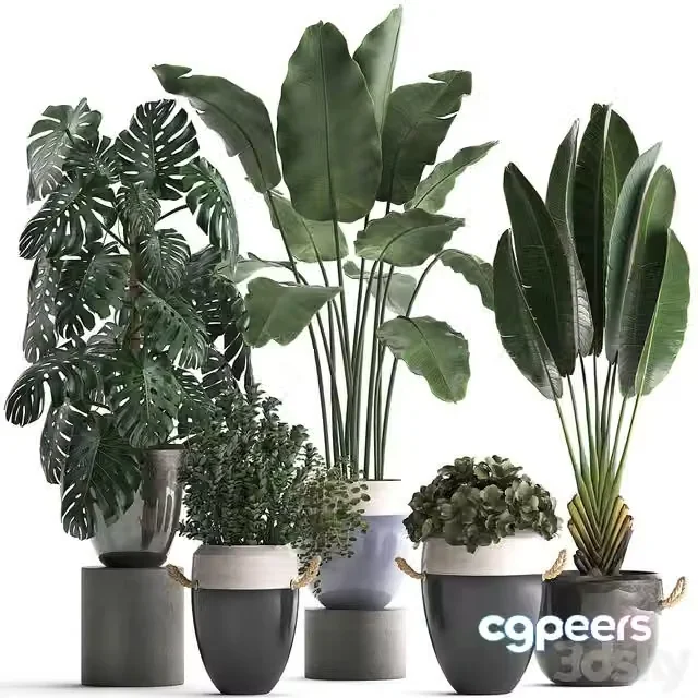 3ds Max Free – Collection of plants in modern outdoor pots with Banana palm, strelitzia, monstera, bush. Set 396