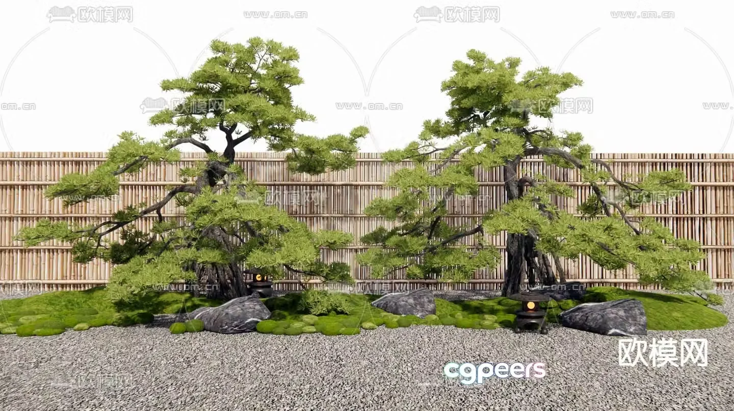 New Chinese style pine tree Podocarpus 3D model