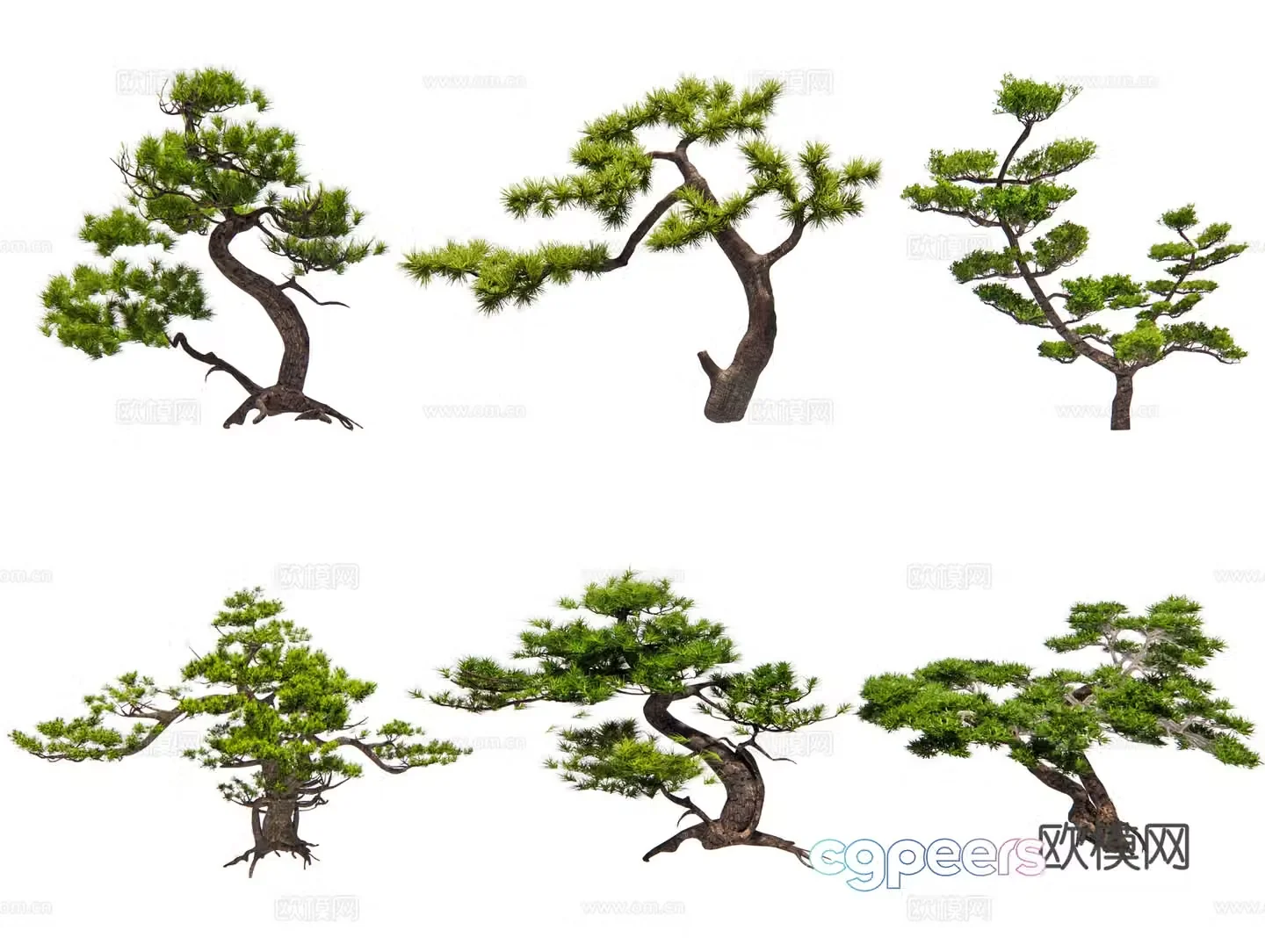 Chinese black pine pine pine pine pine pine pine pine pine pine pine 3D model