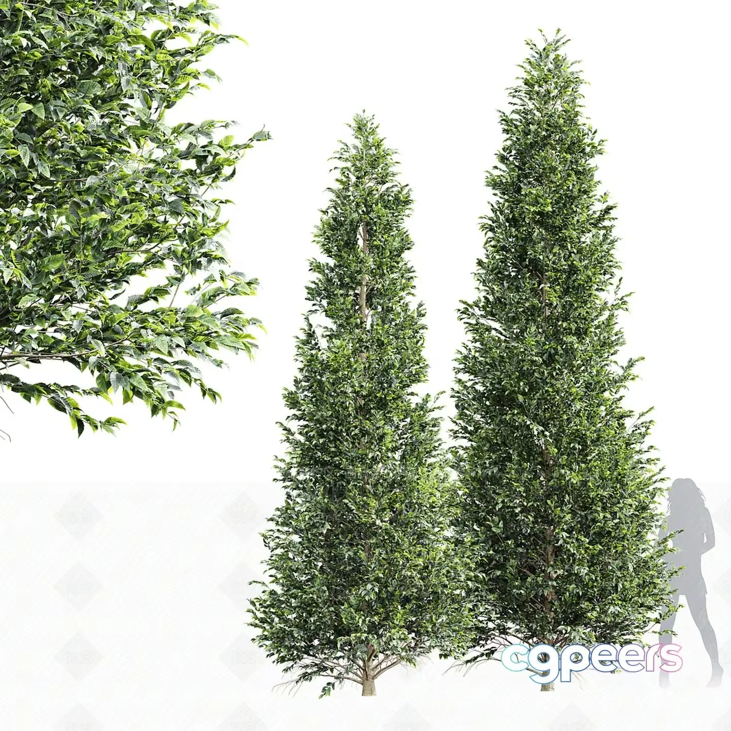 Two Tall Trees 3D Model – 22544 – VRAY Render