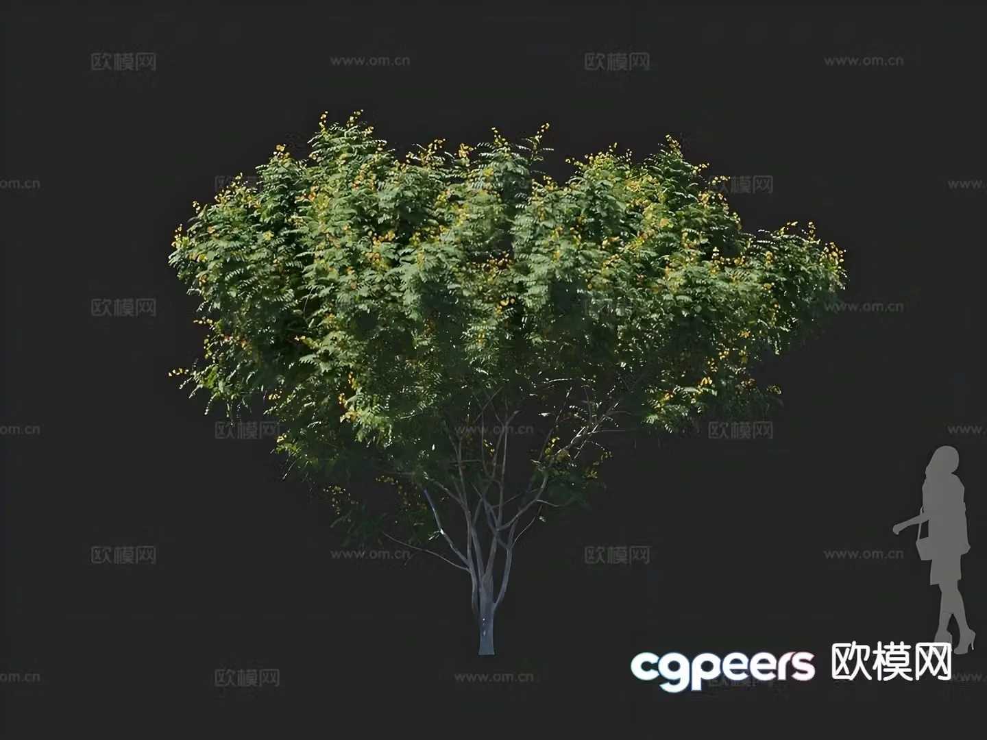 locust tree flowering tree landscape tree 3d model