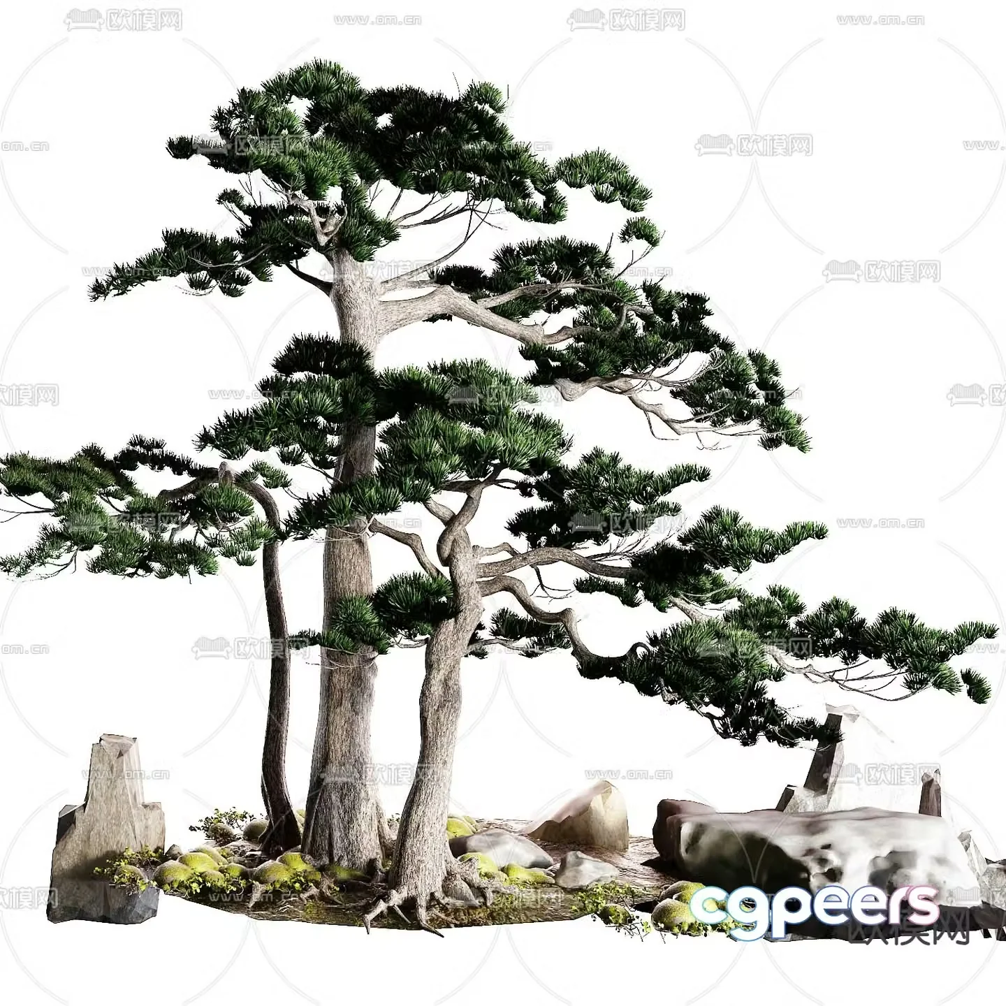 New Chinese style pine tree welcome pine 3d model