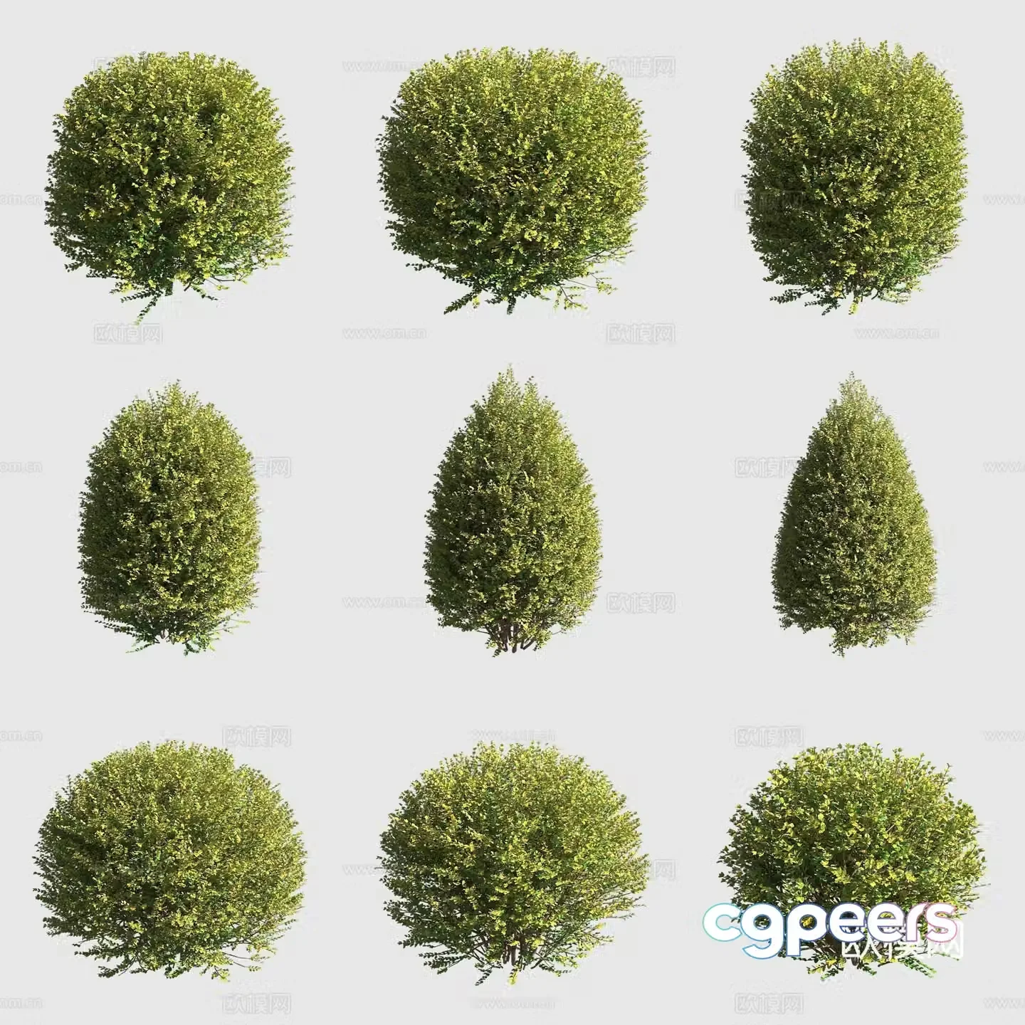Golden leaf bright green honeysuckle bush hedge ornamental plant 3d model
