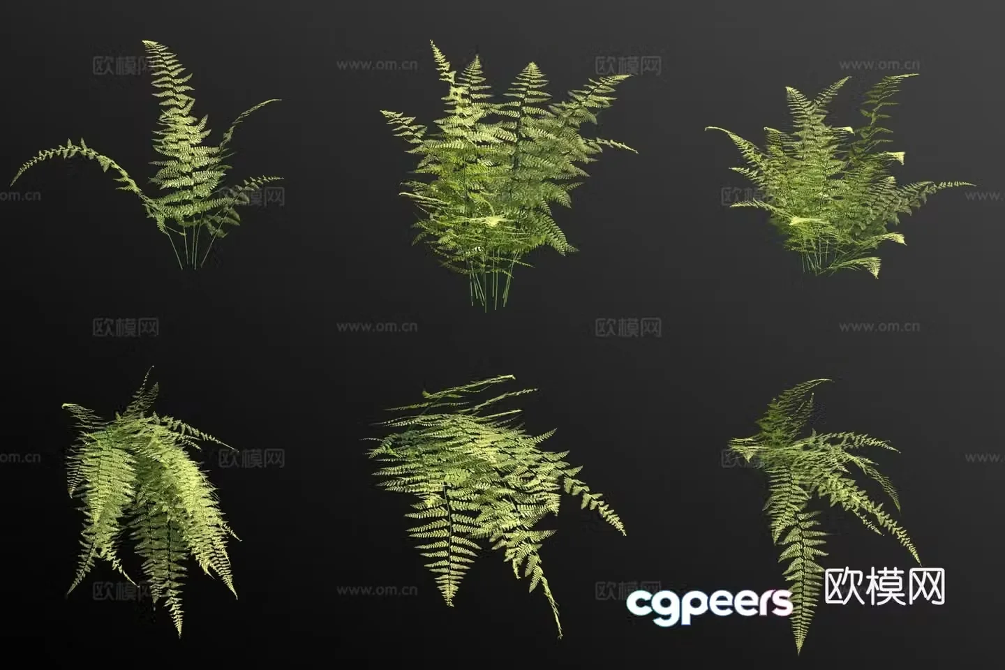 Hairy fern green plants flowers and grass 3D model