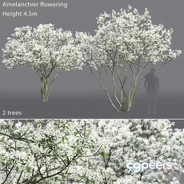 3ds Max Free – Amelanchier