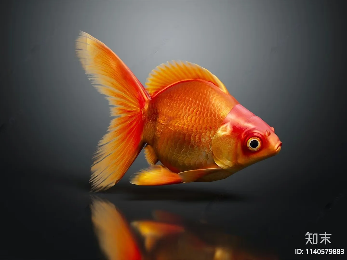 A Goldfish 3D Model – 17396 – VRAY Render