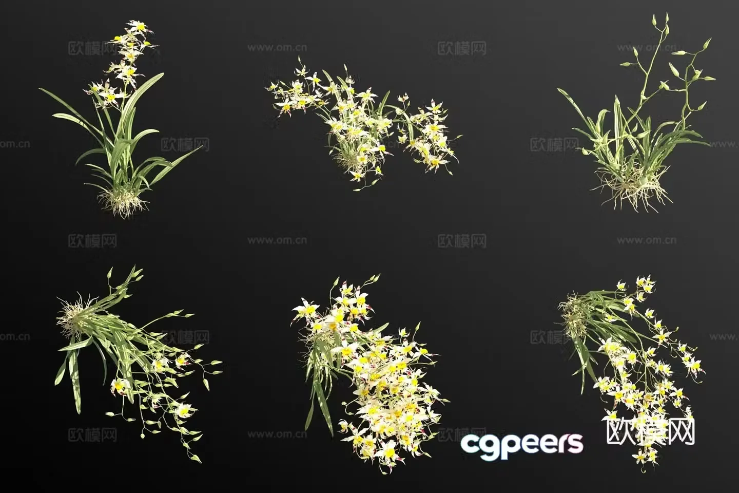 Teethogloss flower and grass 3d model