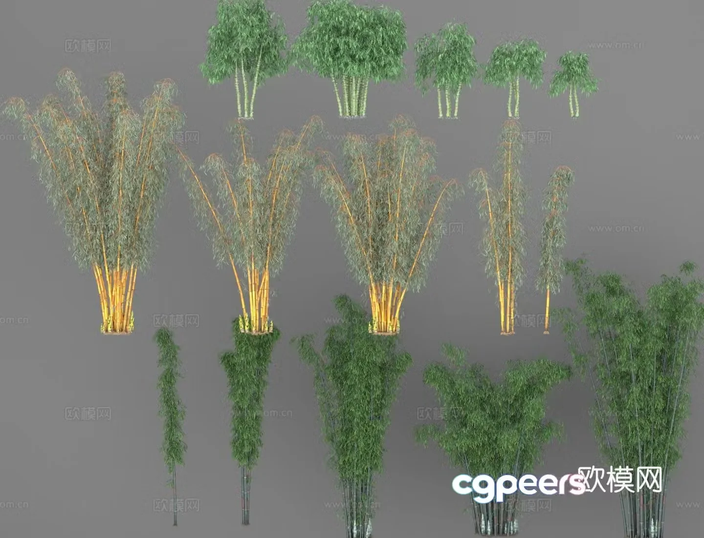 Yellow Pattern Bamboo Golden Bamboo Buddha Belly Bamboo Arhat Bamboo Bamboo Green Bamboo Spotted Bamboo Early Round Bamboo 3D Model