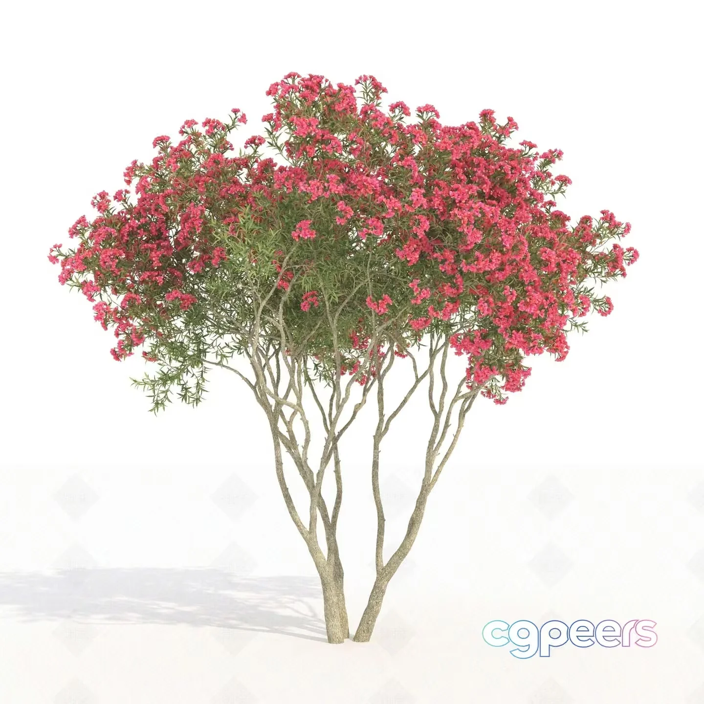 A Tree With Pink Flowers 3D Model – 9485 – VRAY Render