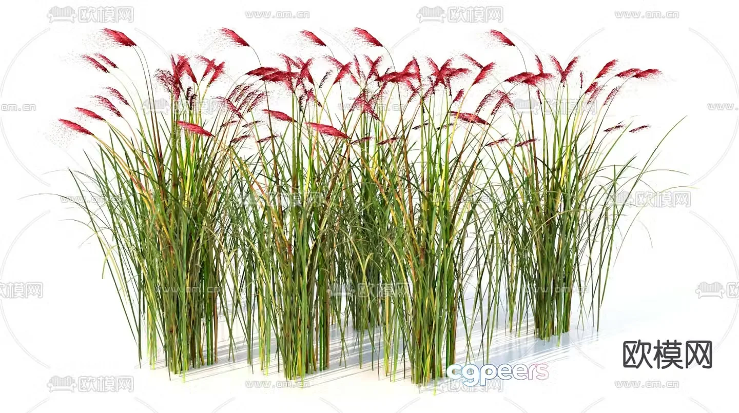 Wolftail grass flower and grass 3d model
