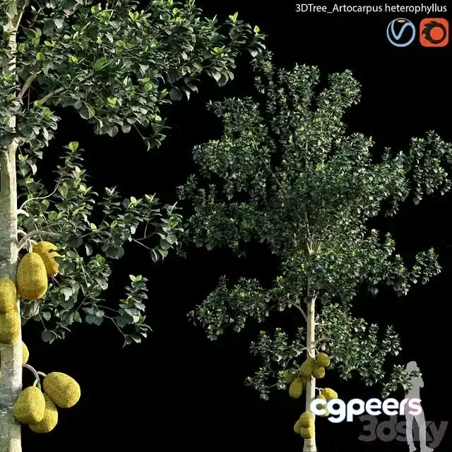 3ds Max Free – Artocarpus heterophyllus 01