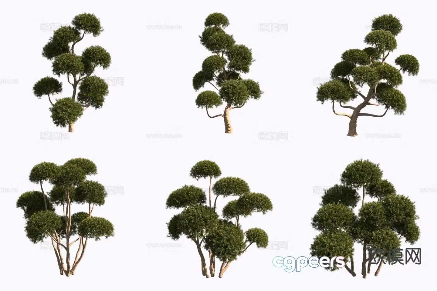 Northeast Yew Plant 3D Model