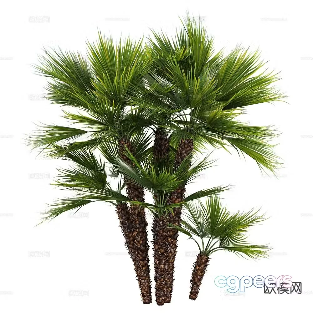 Plants shrubs tropical plants 3d model