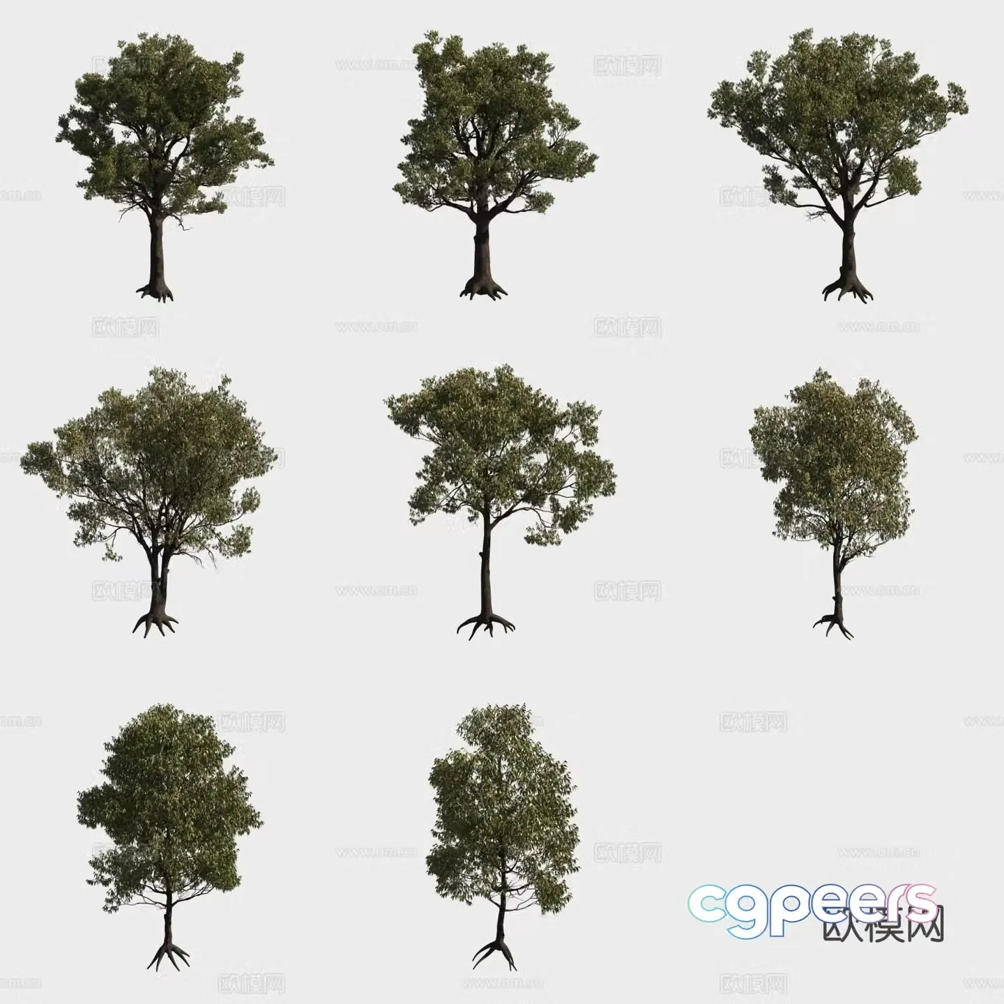 Red iron wood eucalyptus tree forest 3d model