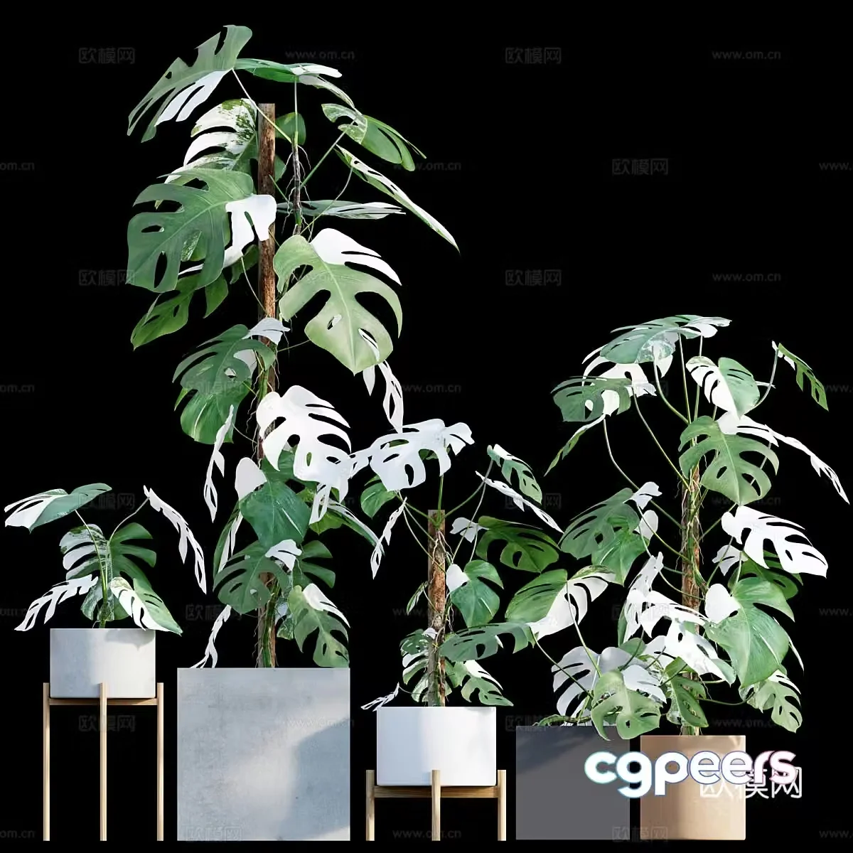 Green plant potted 3D model