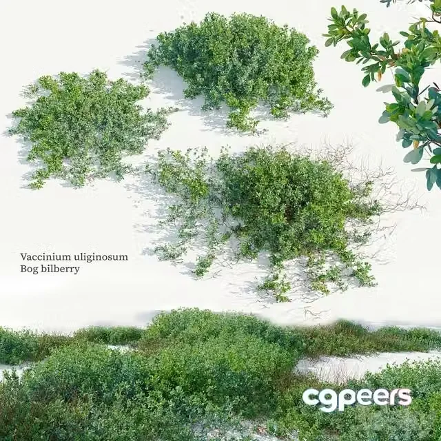3ds Max Free – Vaccinium uliginosum