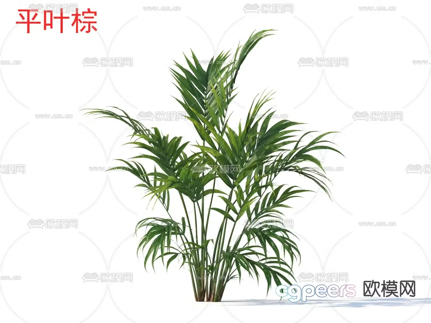 Flat leaf brown flowers plants and shrubs 3d model