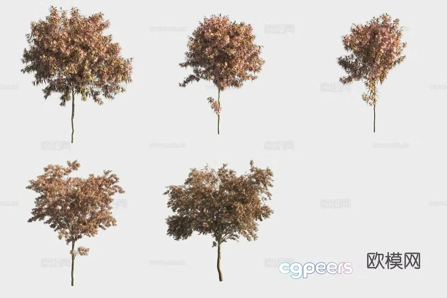 White wood eucalyptus tree forest 3d model