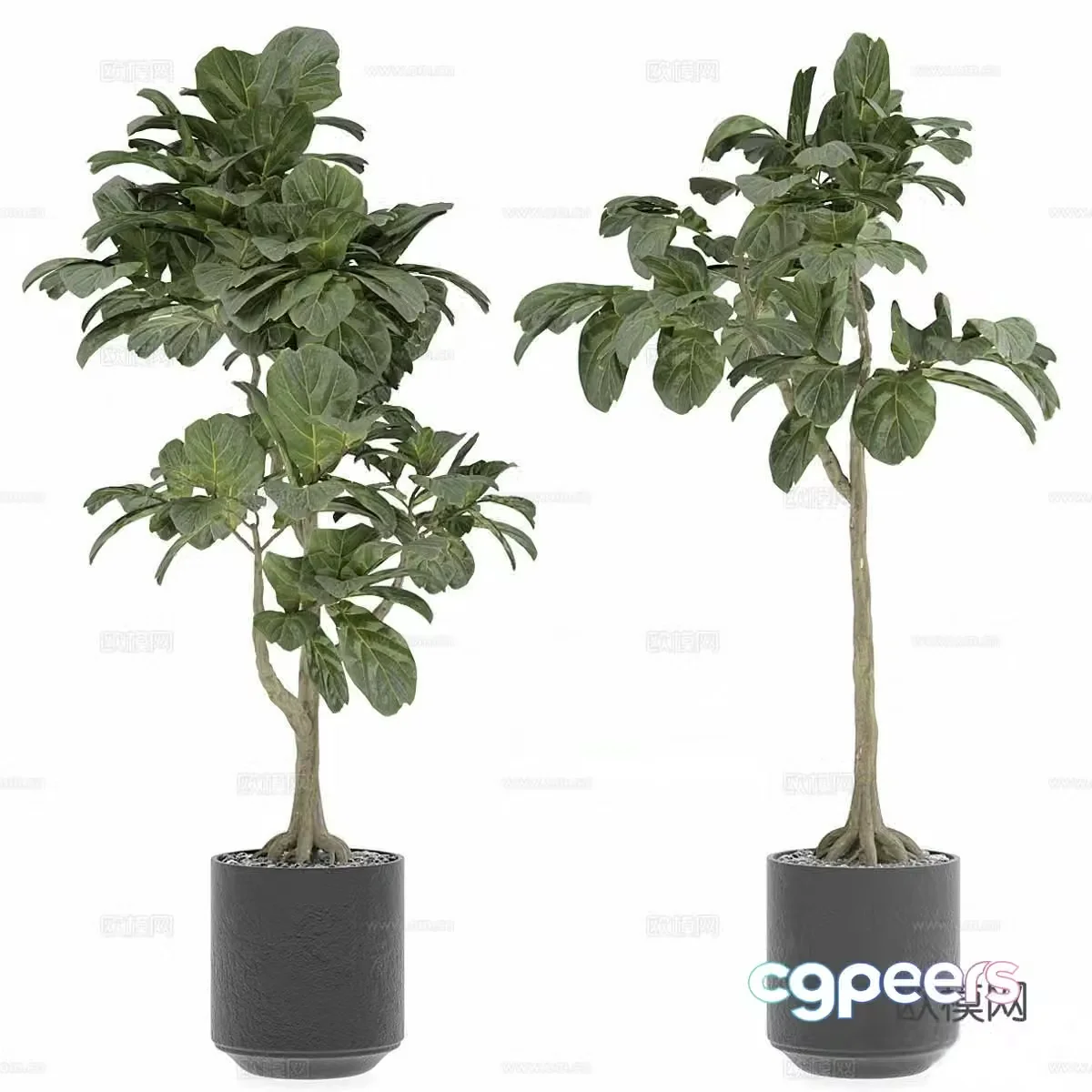 Modern potted plants potted bonsai indoor potted plants outdoor potted plants green plant decorations green plant ornaments 3D model