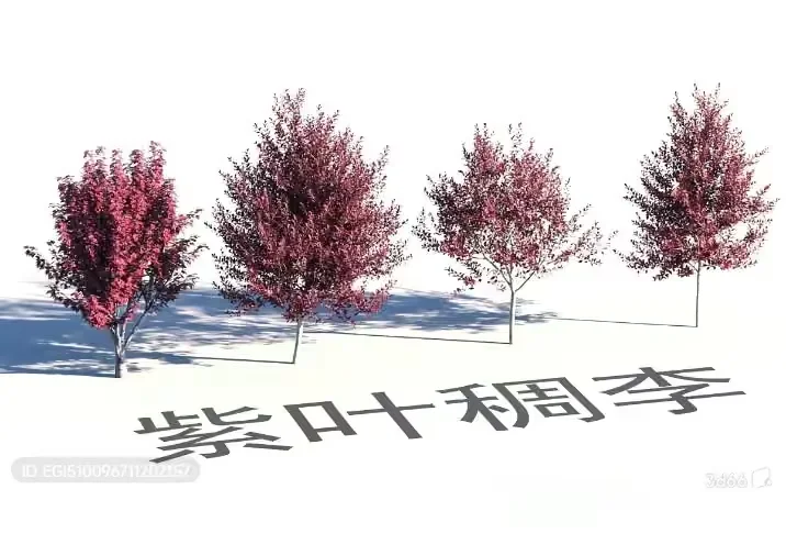 Three Small Trees With Pink Leaves And A Chinese Text 3D Model – 17842 – VRAY Render
