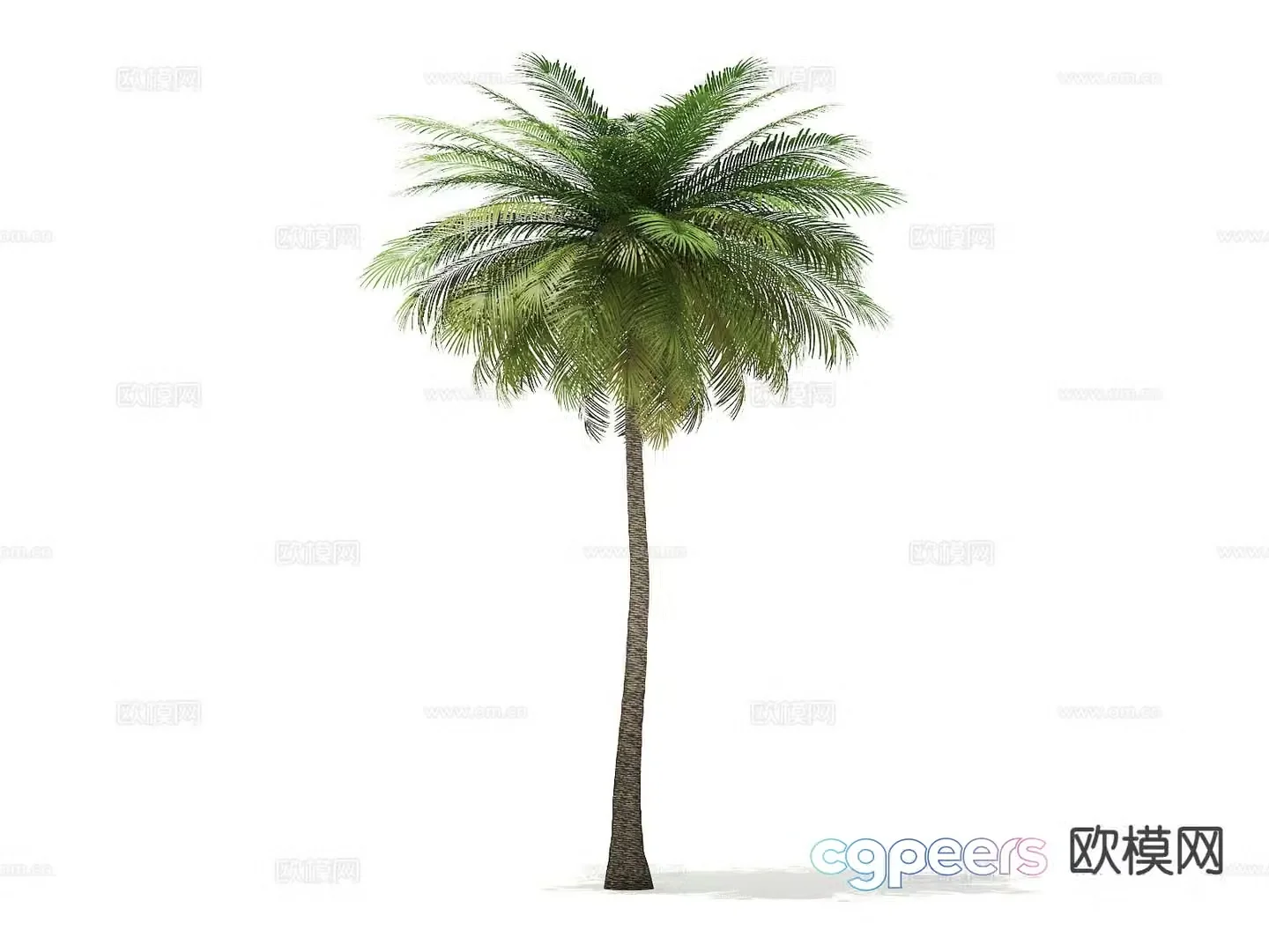 Trees Landscape Trees Street Trees Palm Trees 3D Model
