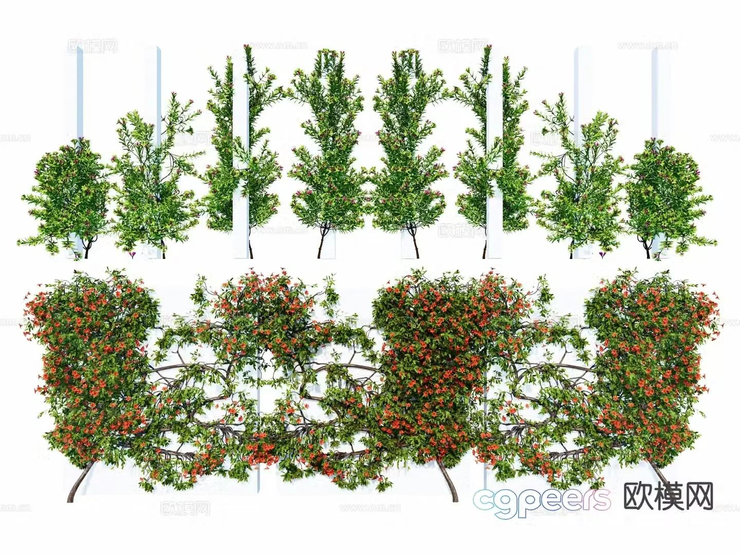 Modern climbing plant Lingxiao climbing rose ivy 3d model