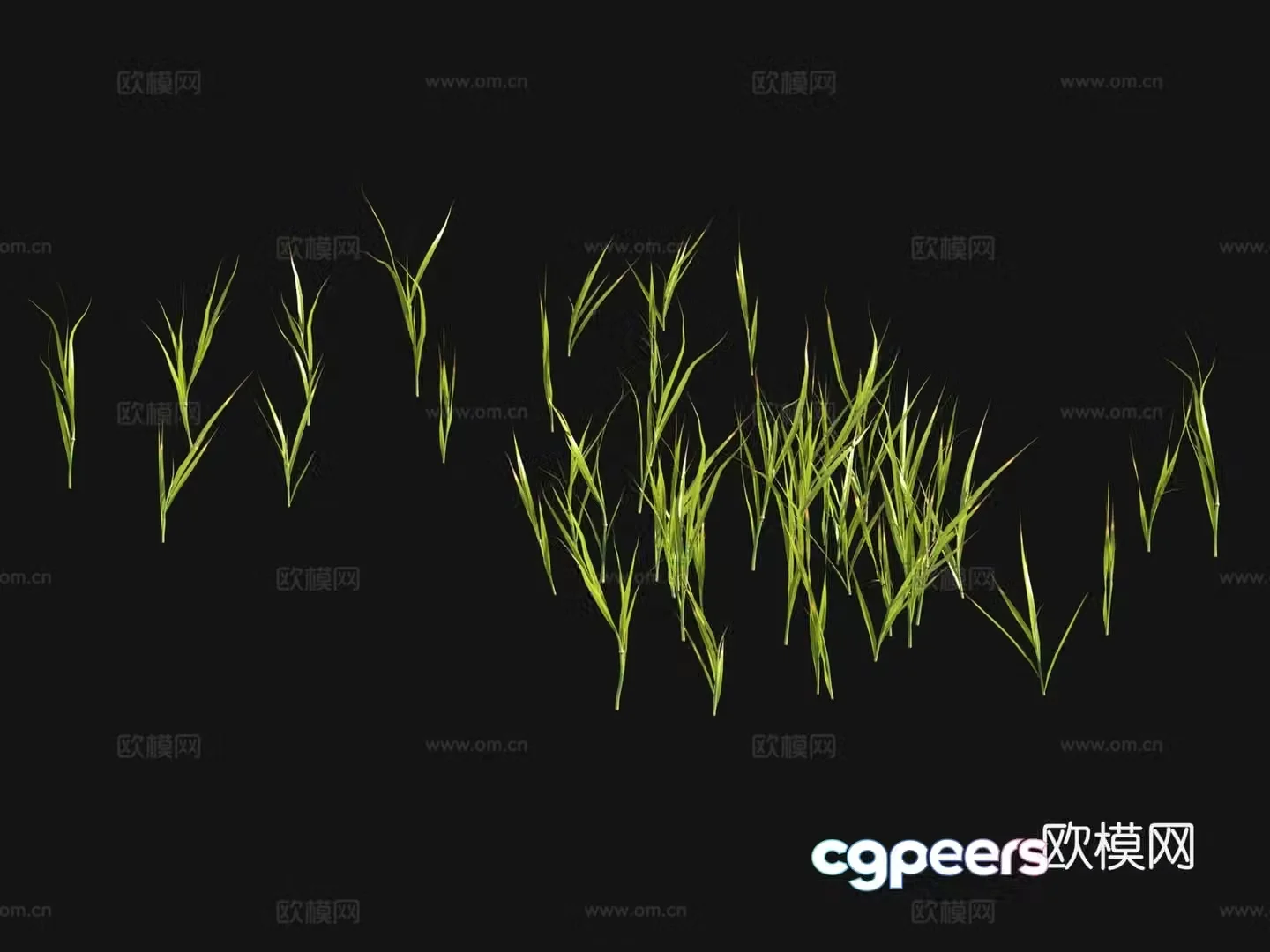 Flowers and plants Lawn Grass Seeds 3D Model